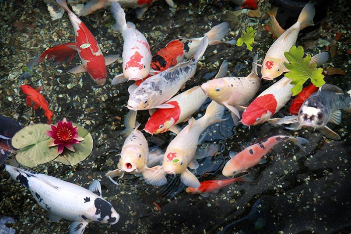 Cửa hàng bán các chủng loại cá chép Koi Nhật giống mini F1 đẹp đủ kích cỡ sỉ lẻ giá rẻ tphcm