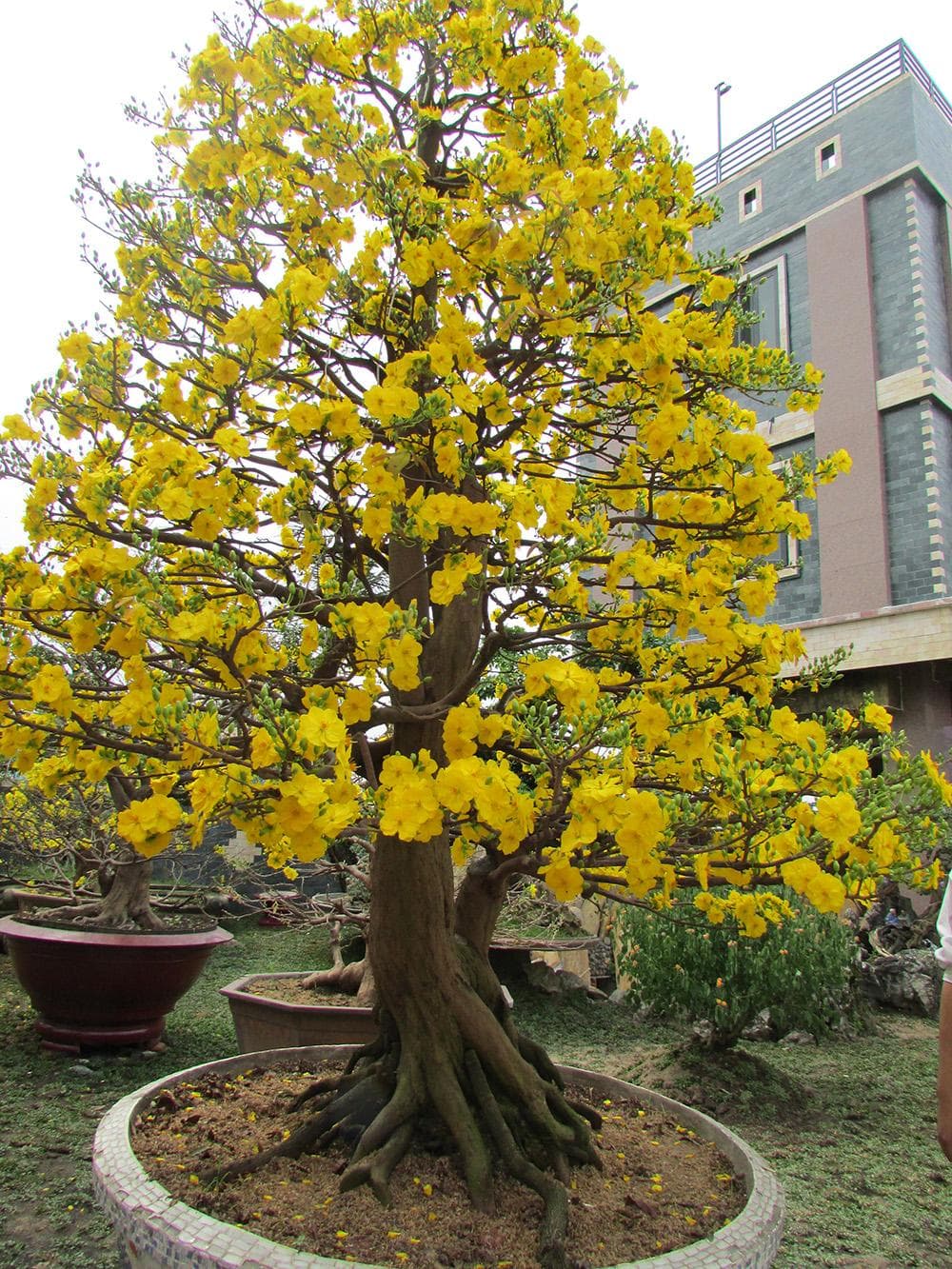 Địa chỉ vườn mua bán cây mai vàng miền tây chơi tết bonsai sỉ lẻ giá rẻ ở tphcm