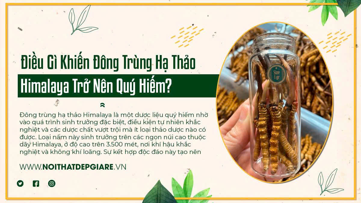 Điều Gì Khiến Đông Trùng Hạ Thảo Himalaya Trở Nên Quý Hiếm?