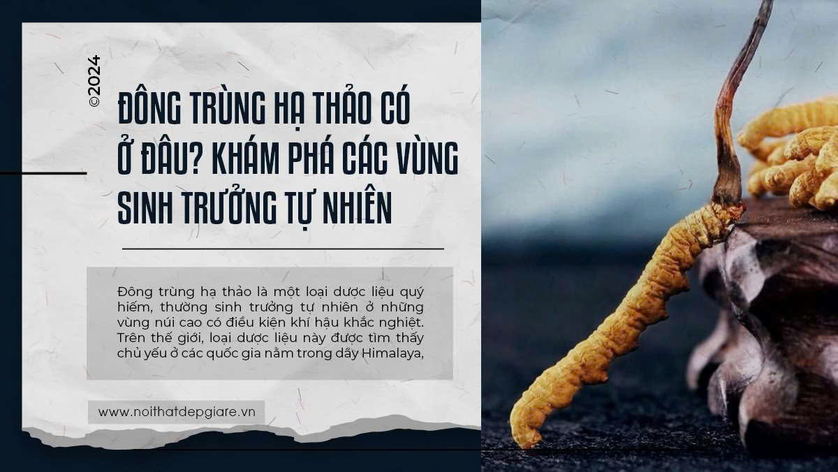 Đông Trùng Hạ Thảo Có Ở Đâu? Khám Phá Các Vùng Sinh Trưởng Tự Nhiên