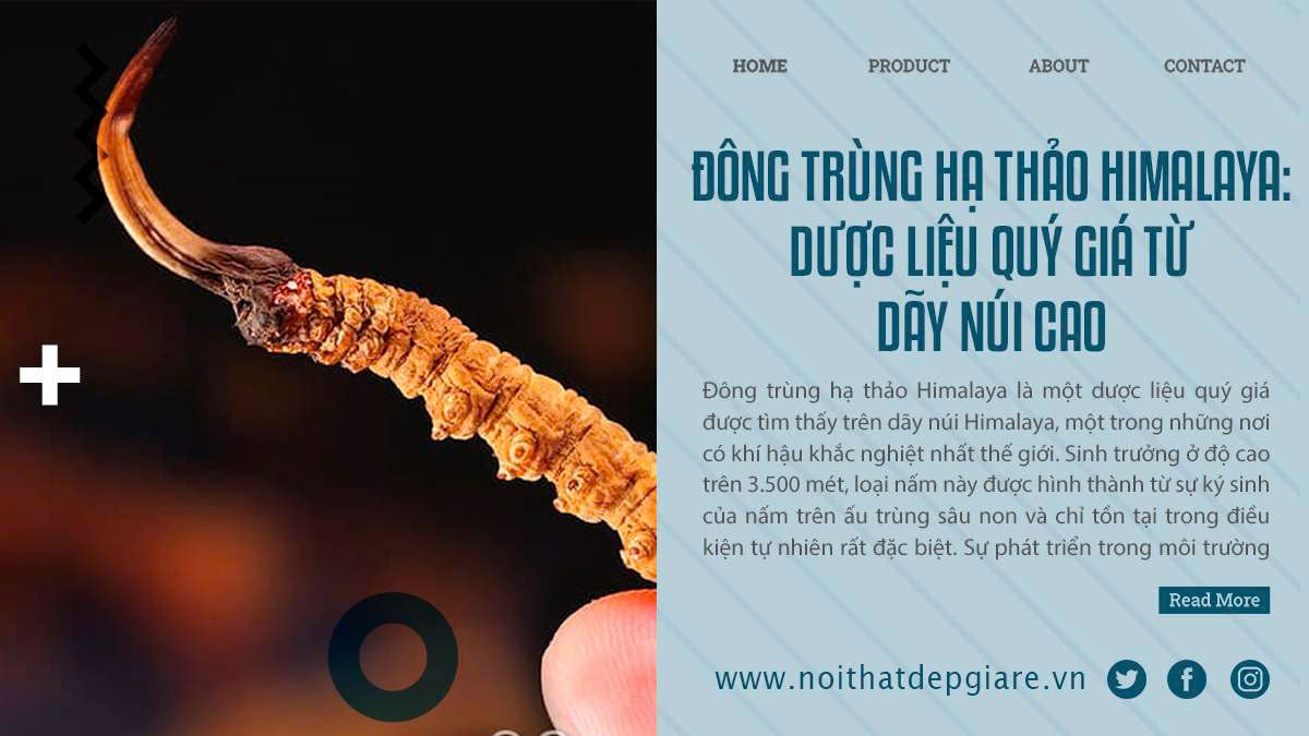 Đông Trùng Hạ Thảo Himalaya: Dược Liệu Quý Giá Từ Dãy Núi Cao