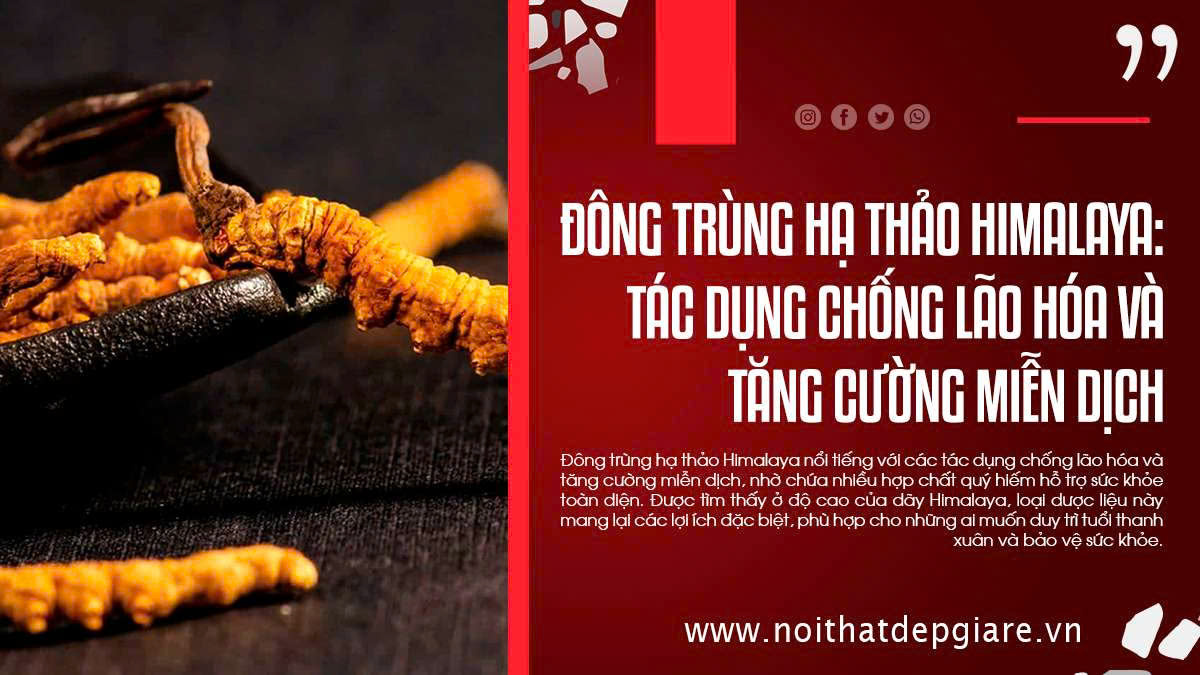 Đông Trùng Hạ Thảo Himalaya: Tác Dụng Chống Lão Hóa Và Tăng Cường Miễn Dịch