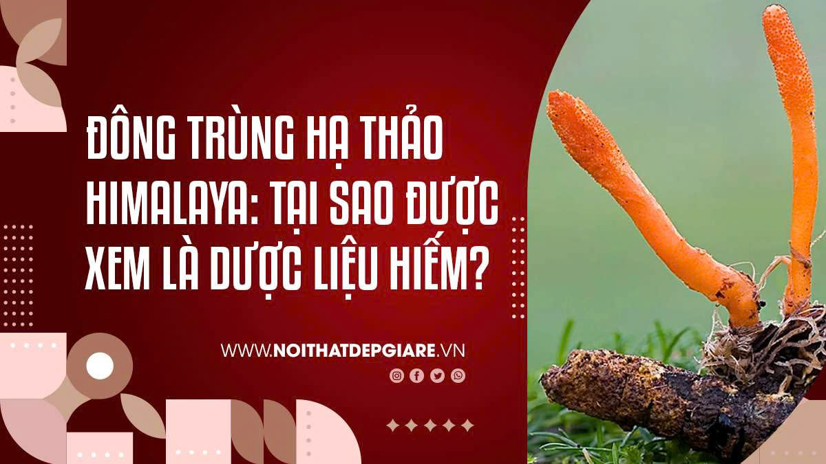 Đông Trùng Hạ Thảo Himalaya: Tại Sao Được Xem Là Dược Liệu Hiếm?