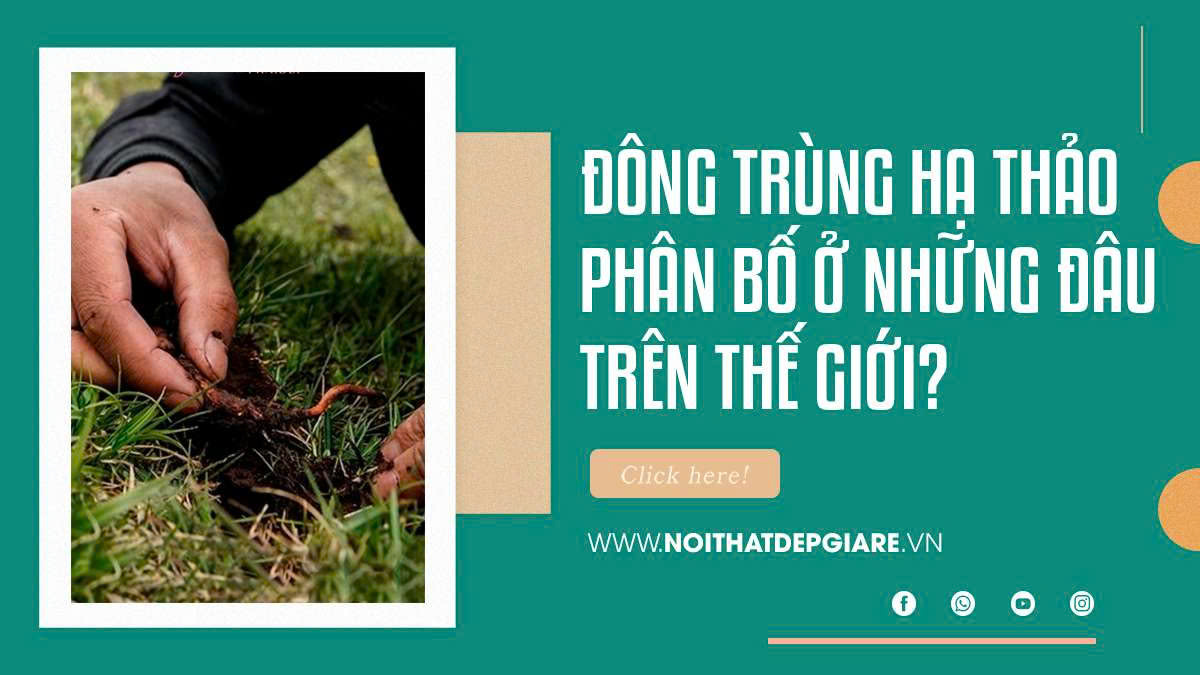 Đông Trùng Hạ Thảo Phân Bố Ở Những Đâu Trên Thế Giới?