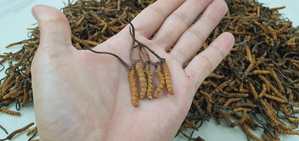 Sự kết hợp độc đáo giữa nấm Cordyceps và sâu bướm tạo nên đông trùng hạ thảo