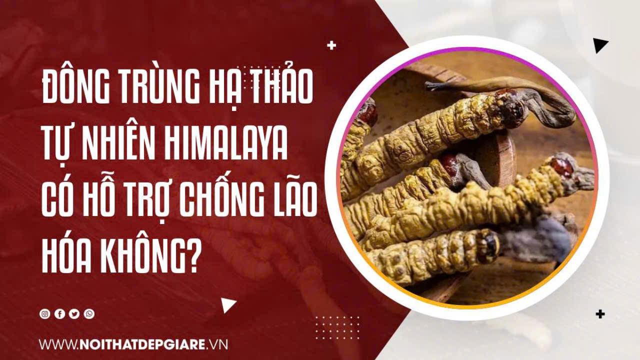 Đông Trùng Hạ Thảo Tự Nhiên Himalaya Có Hỗ Trợ Chống Lão Hóa Không?