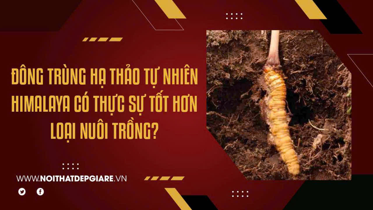 Đông Trùng Hạ Thảo Tự Nhiên Himalaya Có Thực Sự Tốt Hơn Loại Nuôi Trồng?