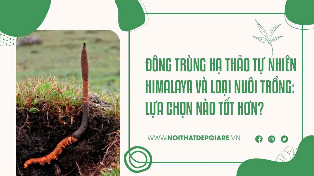 Đông Trùng Hạ Thảo Tự Nhiên Himalaya Và Loại Nuôi Trồng: Lựa Chọn Nào Tốt Hơn?