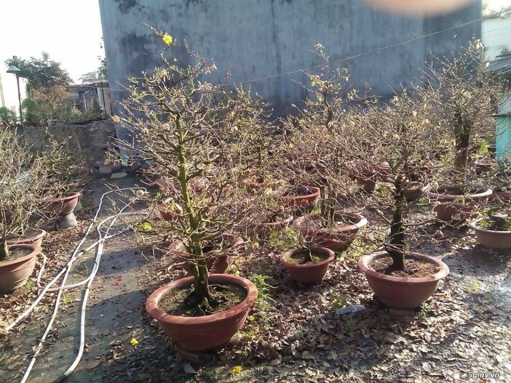 Địa chỉ vườn mua bán cây mai vàng miền tây chơi tết bonsai sỉ lẻ giá rẻ ở tphcm