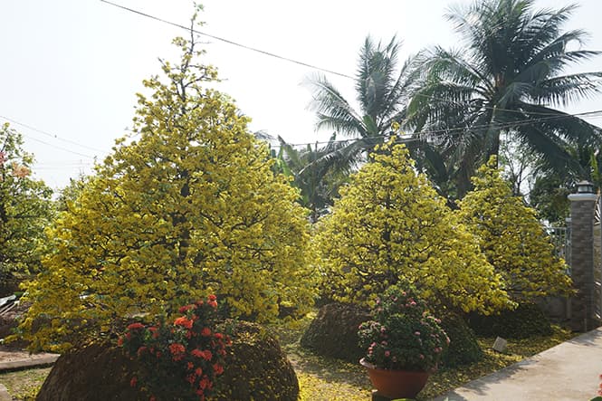 Địa chỉ vườn mua bán cây mai vàng miền tây chơi tết bonsai sỉ lẻ giá rẻ ở tphcm