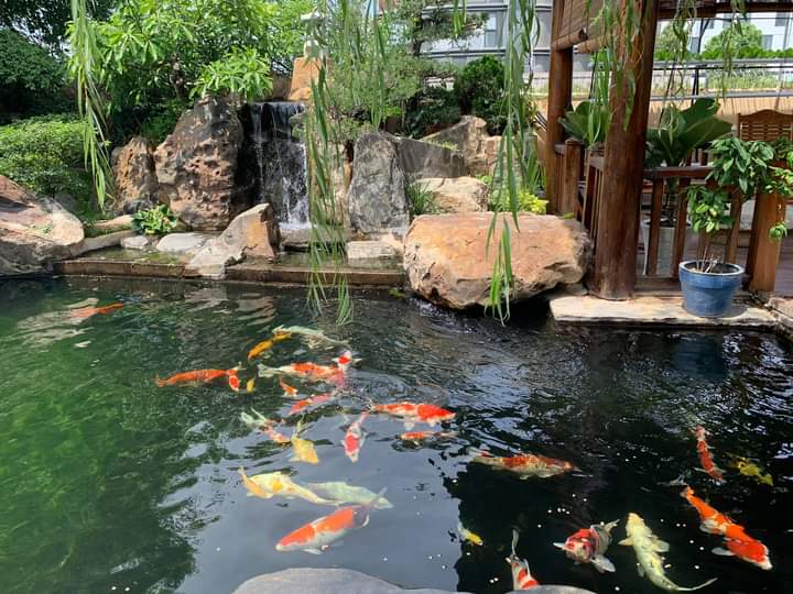 Đơn vị nhận thiết kế thi công lắp đặt bể hồ cá Koi sân vườn trong nhà ngoài trời đẹp giá rẻ tại tphcm