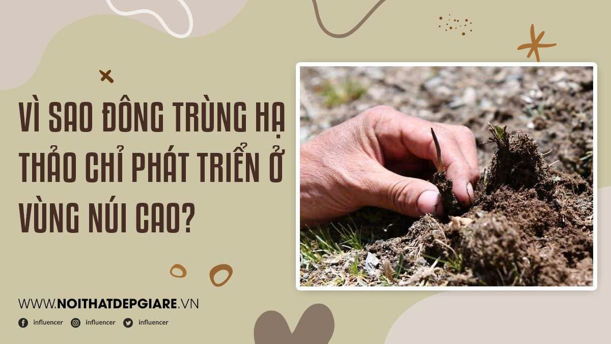 Vì Sao Đông Trùng Hạ Thảo Chỉ Phát Triển Ở Vùng Núi Cao?