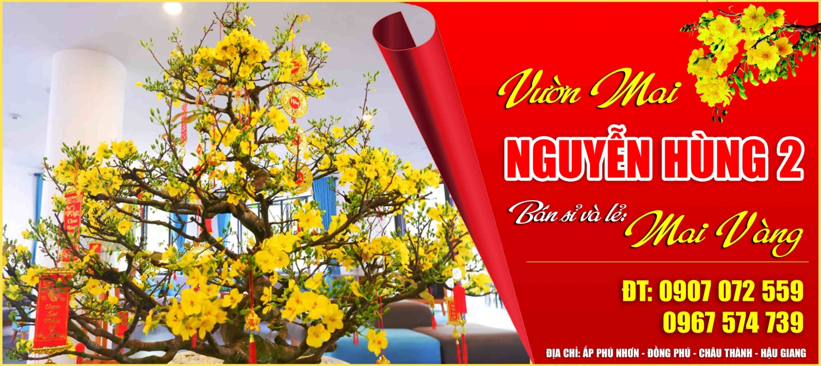 Địa chỉ vườn mua bán cây mai vàng miền tây chơi tết bonsai sỉ lẻ giá rẻ ở tphcm