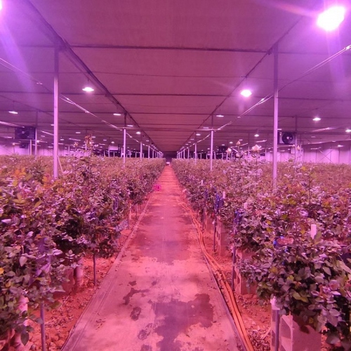 Đèn led quang hợp 150W tăng trưởng thực vật cao cấp 013