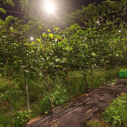 Đèn led quang hợp 15W trồng trái cây chống mưa 015