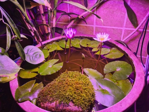 Đèn led quang hợp 30W cho hoa Cúc chống thấm nước 021