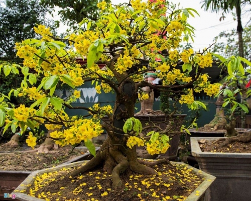 Địa chỉ vườn mua bán cây mai vàng miền tây chơi tết bonsai sỉ lẻ giá rẻ ở tphcm