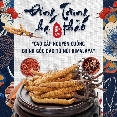 Set 10 Con Đông Trùng Hạ Thảo