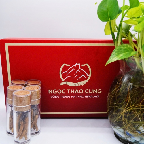 Set 12 Con Đông Trùng Hạ Thảo (Loại To 10gr ~ 30 con)