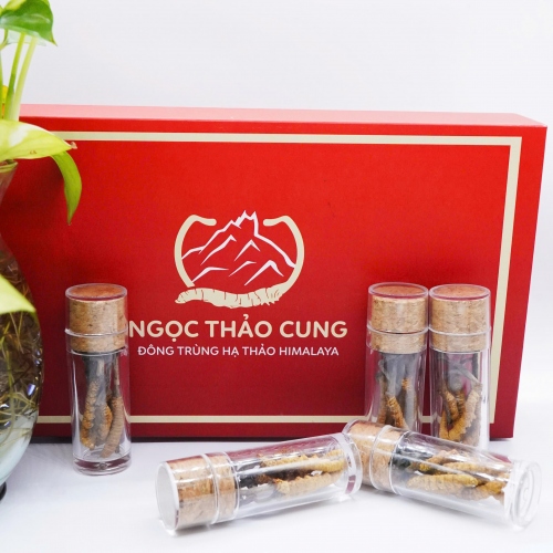 Set 12 Con Đông Trùng Hạ Thảo (Loại To 10gr ~ 30 con)