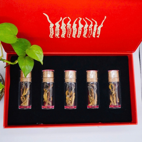 Set 30 Con Đông Trùng Hạ Thảo (Loại Nhỏ 10gr ~ 50 con)