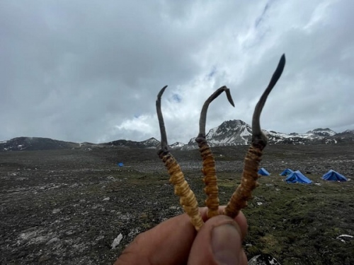 Sự kết hợp độc đáo giữa nấm Cordyceps và sâu bướm tạo nên đông trùng hạ thảo