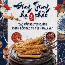 Set 30 Con Đông Trùng Hạ Thảo