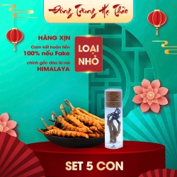 Set 5 Con Đông Trùng Hạ Thảo (Loại Nhỏ 10gr ~ 50 con)